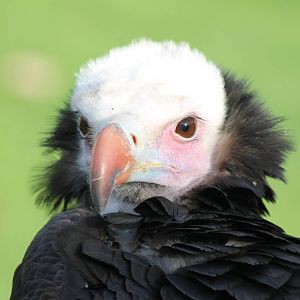 White-headed vulture