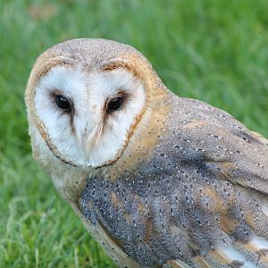 barn owl