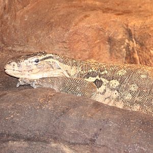 water monitor Varanus salvator
