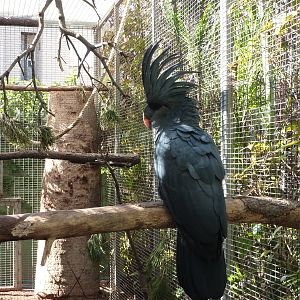 Palm cockatoo, December 2012
