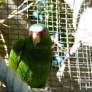 Lesser white-fronted amazon, December 2012