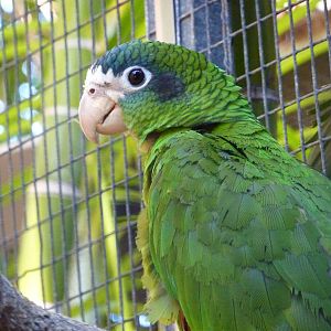 Hispaniolan amazon, December 2012