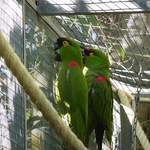 Maroon-fronted parrots, December 2012