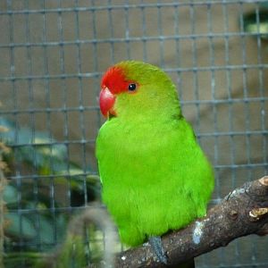 Black-winged lovebird, December 2012
