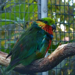 Edwards' fig parrot, December 2012