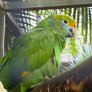 Blue-cheeked amazon, December 2012