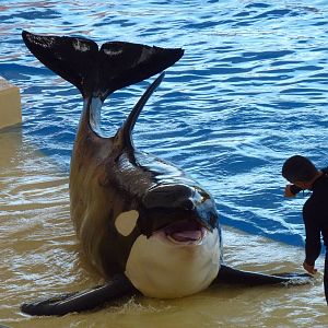 Killer whale show, December 2012
