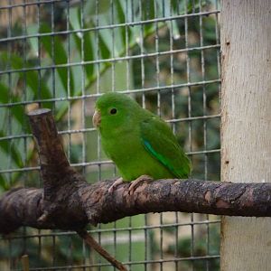 Santarem green-rumped parrotlet, December 2012