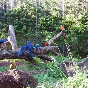 Macaw gathering, December 2012