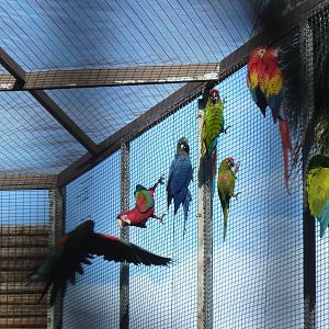 Macaw mix, December 2012