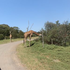 Girrafe