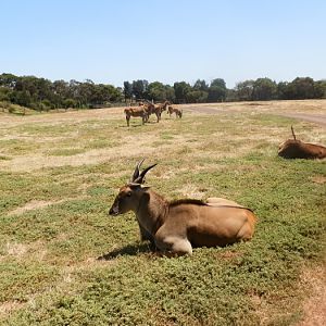 Eland