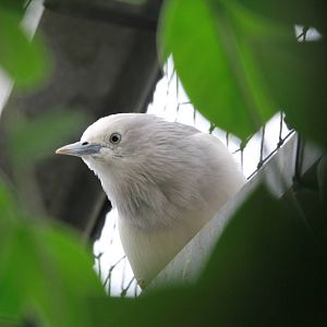White-shouldered Starling