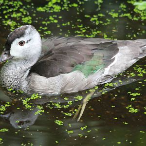 Indian pygmy goose