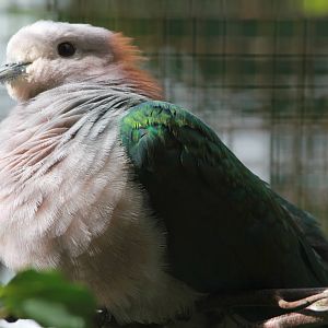 Chestnut-naped Imperial Pigeon