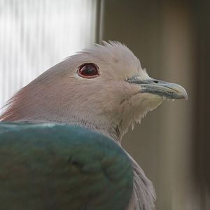 Green Imperial Pigeon