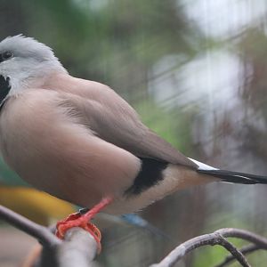 Long-tailed Grassfinch