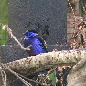 Opal-rumped Tanager