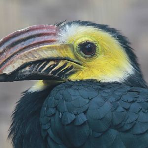Southern sulawesi tarictic hornbill