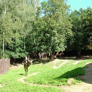 Roan Antelope Paddock at Liberec, 28/08/12