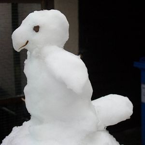 Snowerby Zoo, 26th January 2013