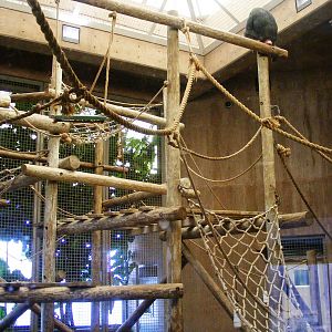 Chimpanzee Connection interior