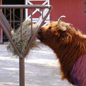 Scottish Highland Cow in Children's Zoo