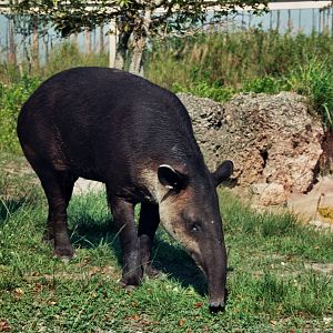 Scanned Miami Metro Zoo Photos 1990-2006