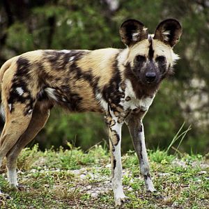 Scanned Miami Metro Zoo Photos 1990-2006