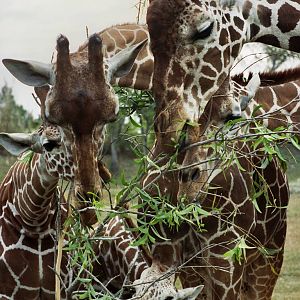 Scanned Miami Metro Zoo Photos 1990-2006