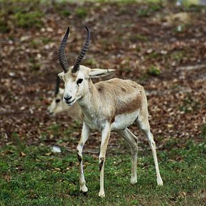 Scanned Miami Metro Zoo Photos 1990-2006