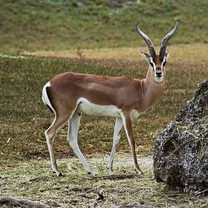 Scanned Miami Metro Zoo Photos 1990-2006