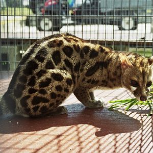 Scanned Miami Metro Zoo Photos 1990-2006