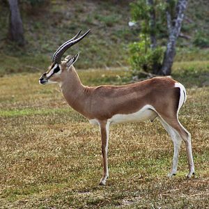 Scanned Miami Metro Zoo Photos 1990-2006