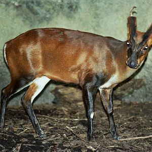 Scanned Miami Metro Zoo Photos 1990-2006