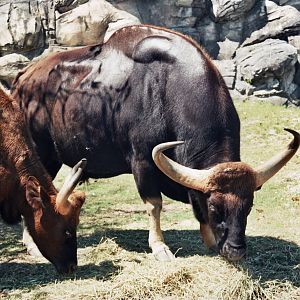 Scanned Miami Metro Zoo Photos 1990-2006