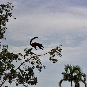 Scanned Miami Metro Zoo Photos 1990-2006