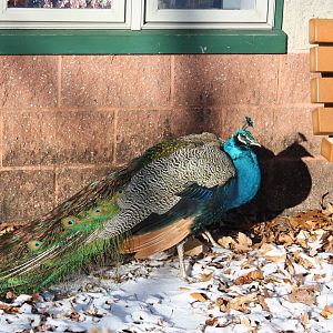 Indian Blue Peafowl
