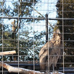 Desmond the Andean Condor