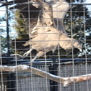 Condor Taking Off