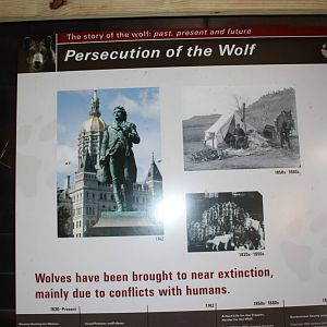 WOLF- Persecution of the Wolf