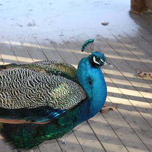 WOLF- Indian Blue Peafowl