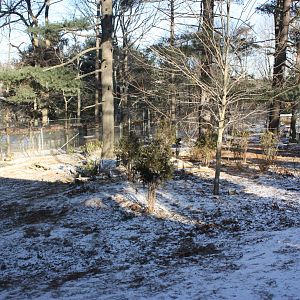 WOLF- Red Wolf Exhibit