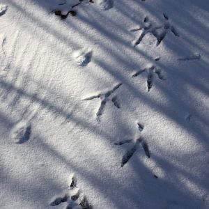 Animal Tracks
