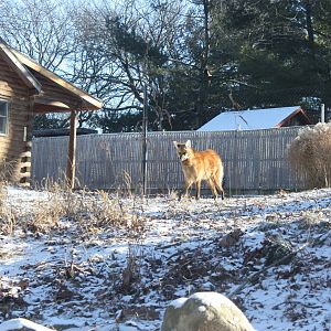 Maned Wolf In the Snow