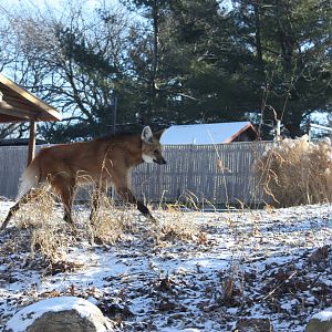Maned Wolf Checking Out Snow