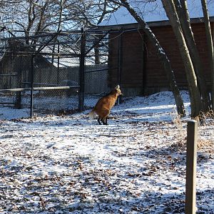 Maned Wolf Doing Her Business