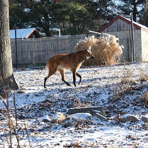 Maned Wolf