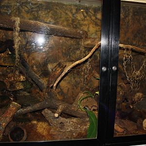 South American Rainforest- Poison Dart Frog Exhibit