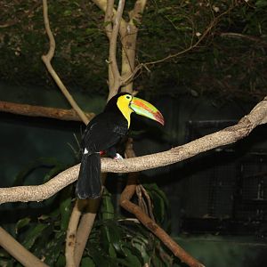 South American Rainforest- Keel-Billed Toucan